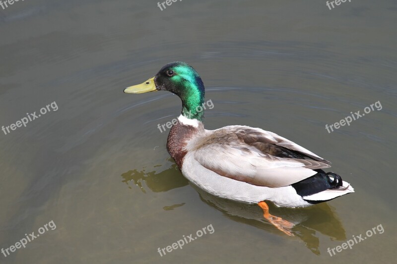 Duck Madison Wisconsin Lake Monona