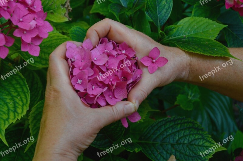 Hydrangea Flower Heart Plants Summer