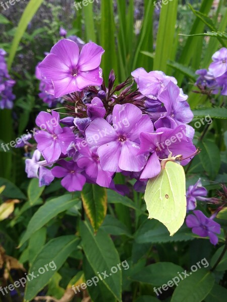 Butterfly Gonepteryx Rhamni Blossom Bloom Flower