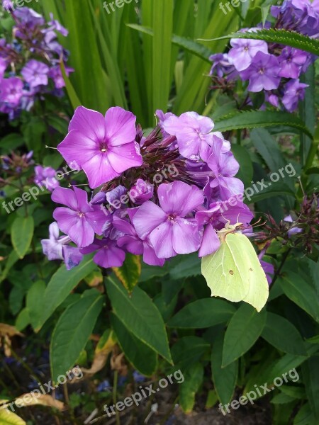 Butterfly Gonepteryx Rhamni Blossom Bloom Flower