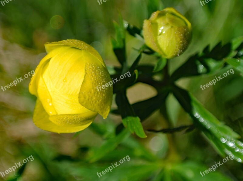 Globe Flower Blossom Bloom Hahnenfußgewächs Macro