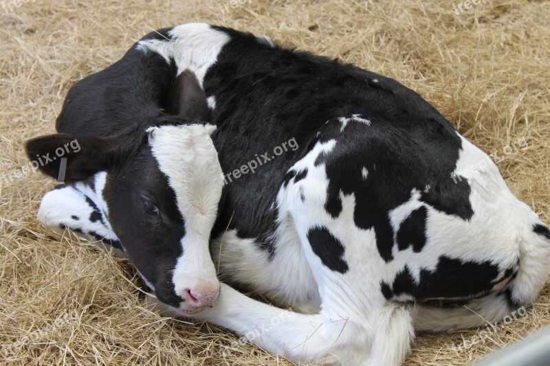 Calf Black And White Animal Livestock Nature