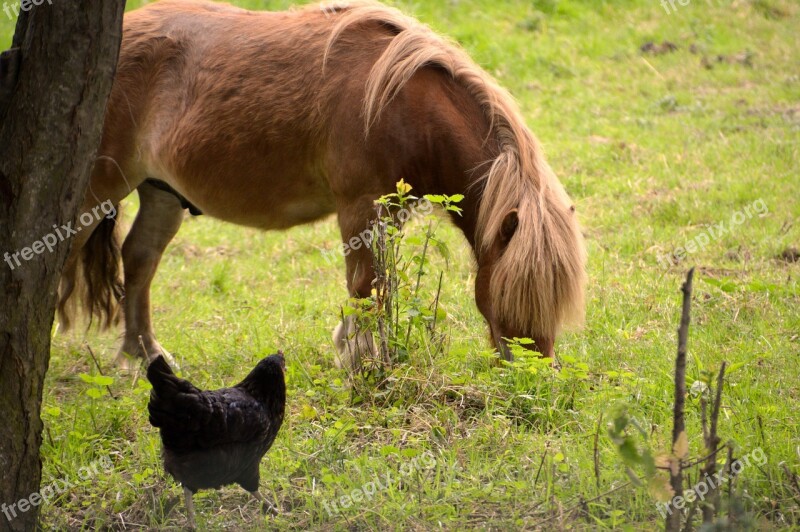 Animal Animals Pony Hen Backyard