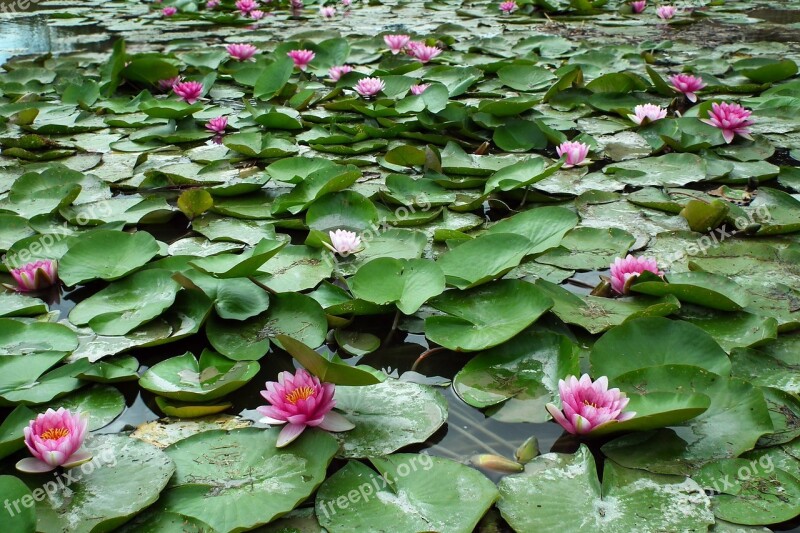 Flowers Water Lilies Pond Pink Summer