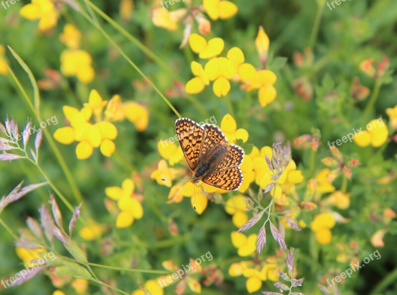 Butterfly Orange Butterfly Butterfly Orange Insect Nature