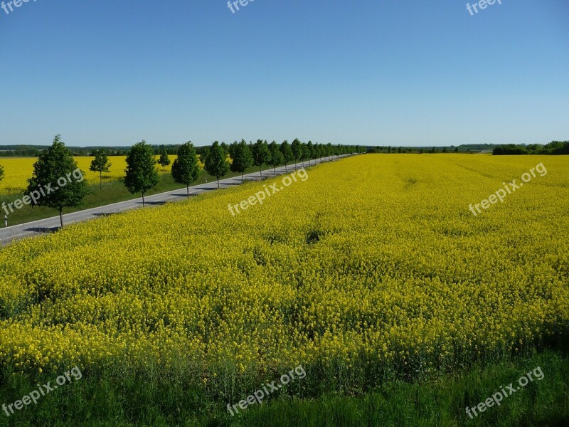 Landscape Field Road Avenue Sky