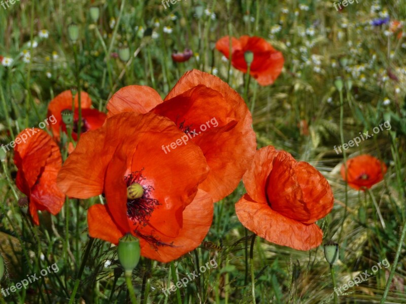 Meadow Poppy Herbs Nature Plant