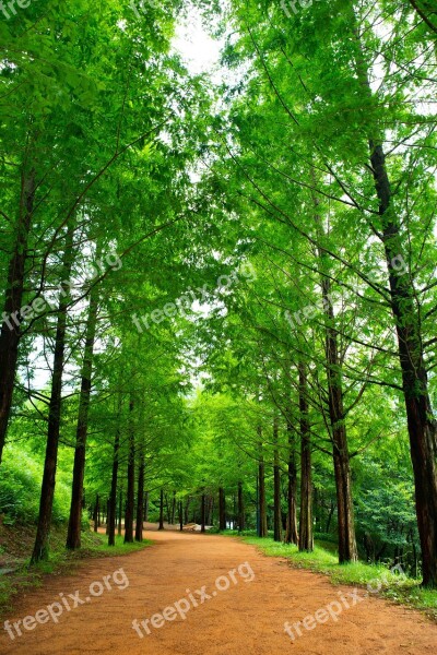 Wood Forest Road Loess Trail Nature Gil