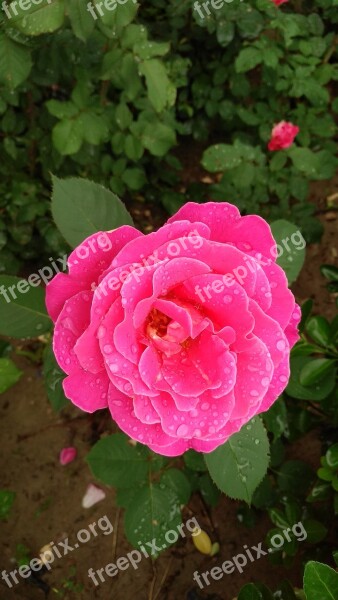 Chinese Rose Rose Rain Free Photos