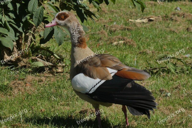 Goose Nile Goose Polder Bird Nature