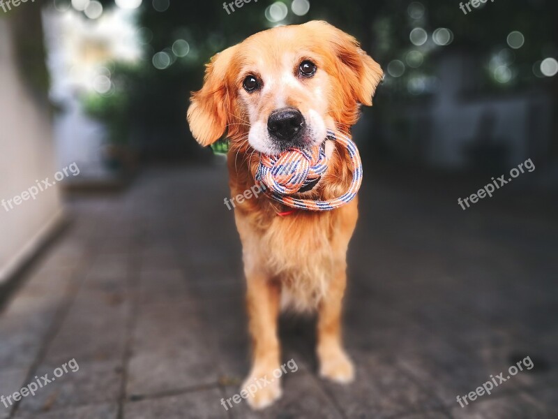 Dog Animal Pets Purebred Golden