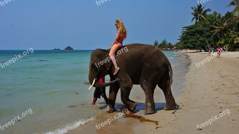 Sea Elephant Beach Nature Ocean