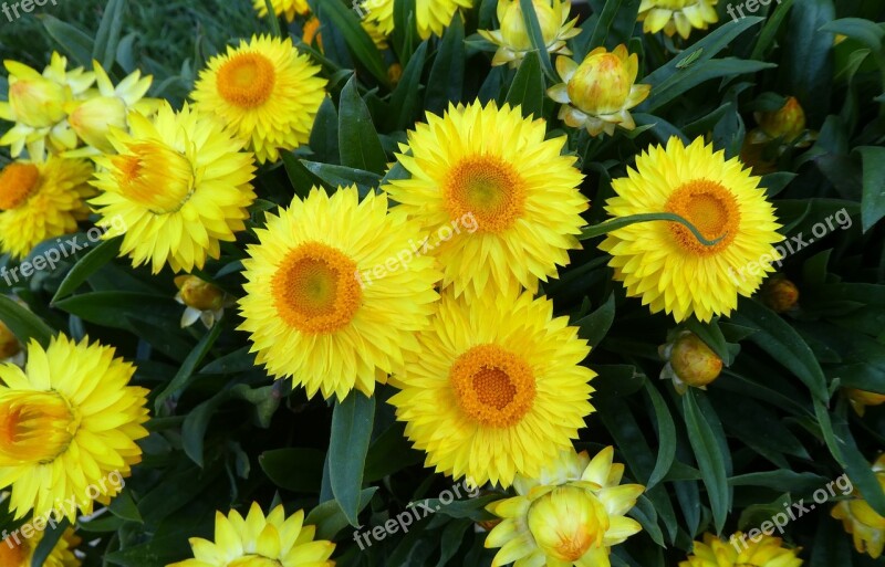 Straw Flowers Yellow Flowers Summer Free Photos