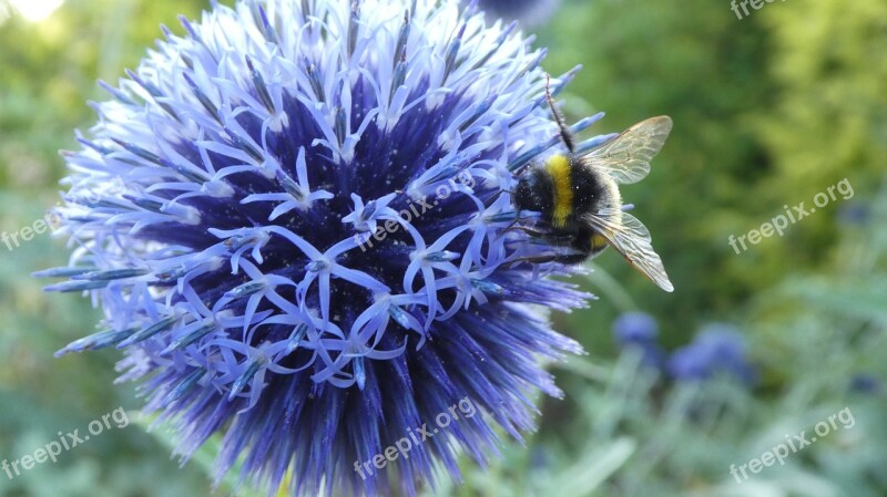 Hummel Ornamental Thistle Blue Ball Close Up Free Photos