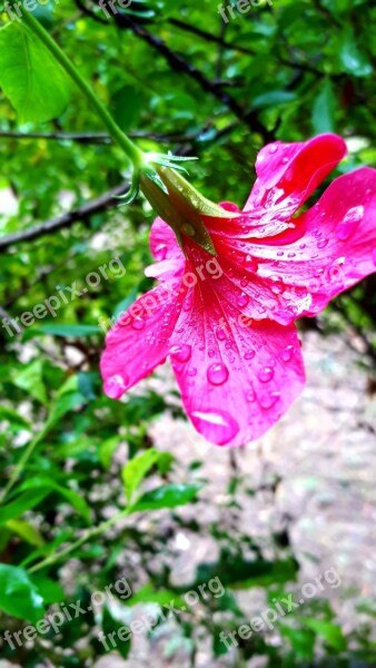 Flowers Raindrops Monsoon Pink Free Photos