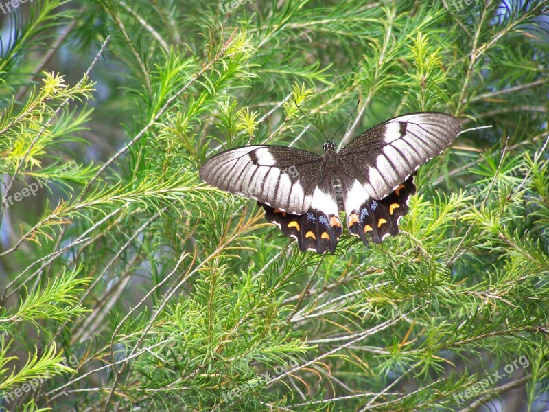 Butterfly Shrub Nature Plant Insect