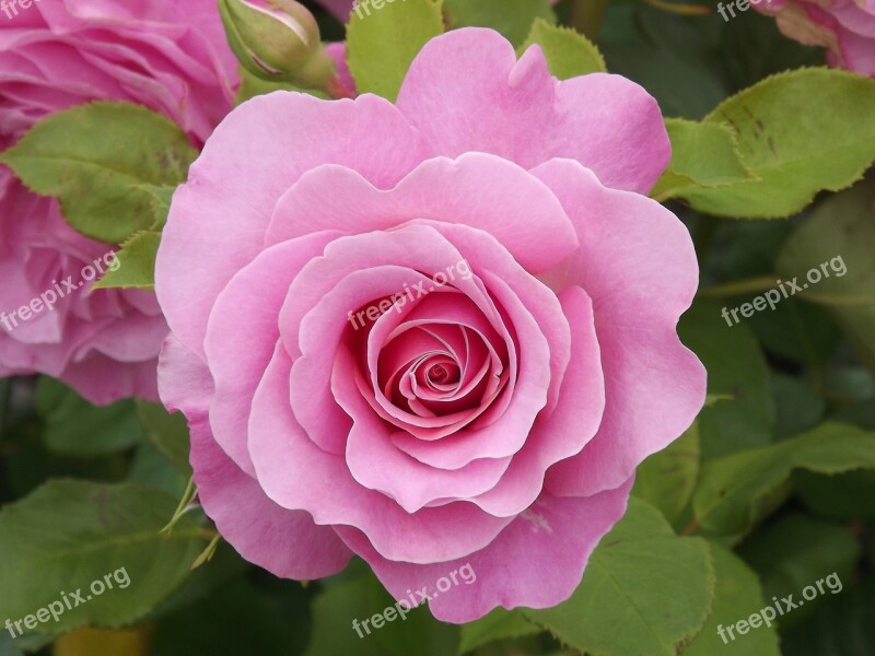 Rose Pink Flower Bloom Nature