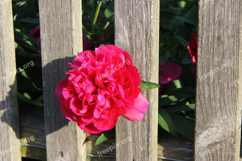 Peony Fence Blossom Bloom Paeonia