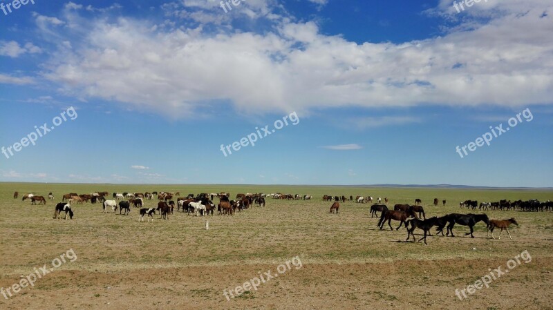 Inner Mongolia Horse Blue Sky White Cloud Prairie