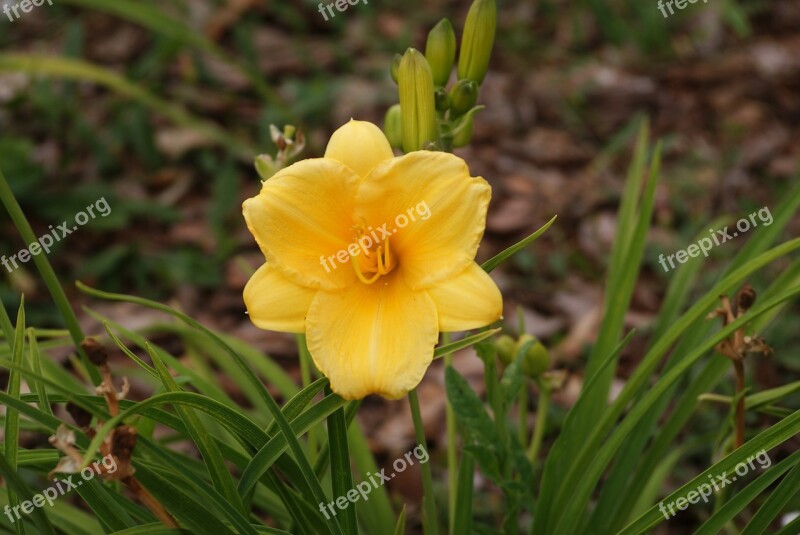 Flower Yellow Nature Plant Closeup