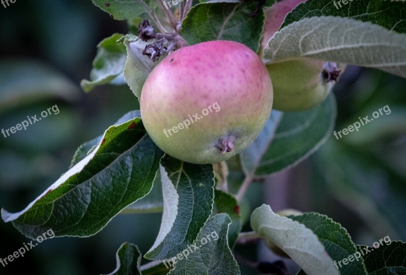 Fruit Apple Pear Growth Green