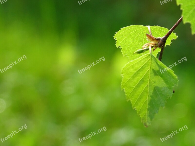 Leaf Green Foliage Deciduous Tree Tree Leaf