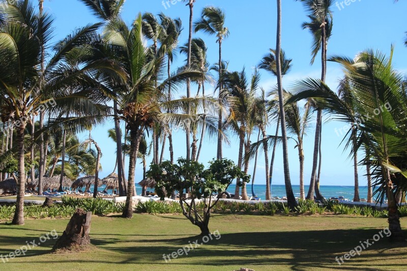 Palm Trees Sky Sea Ocean Summer