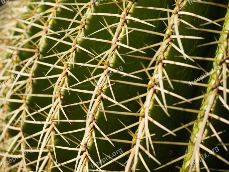 Cactus Close Up Spur Prickly Cactus Greenhouse