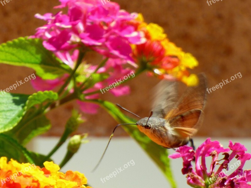 Sphinx Flower Butterfly Insects Garden