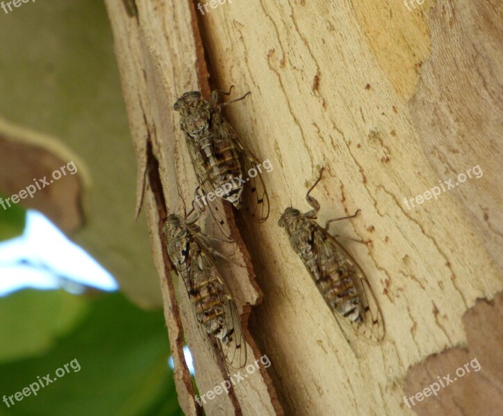 Cicadas Insect Nature Summer Wings