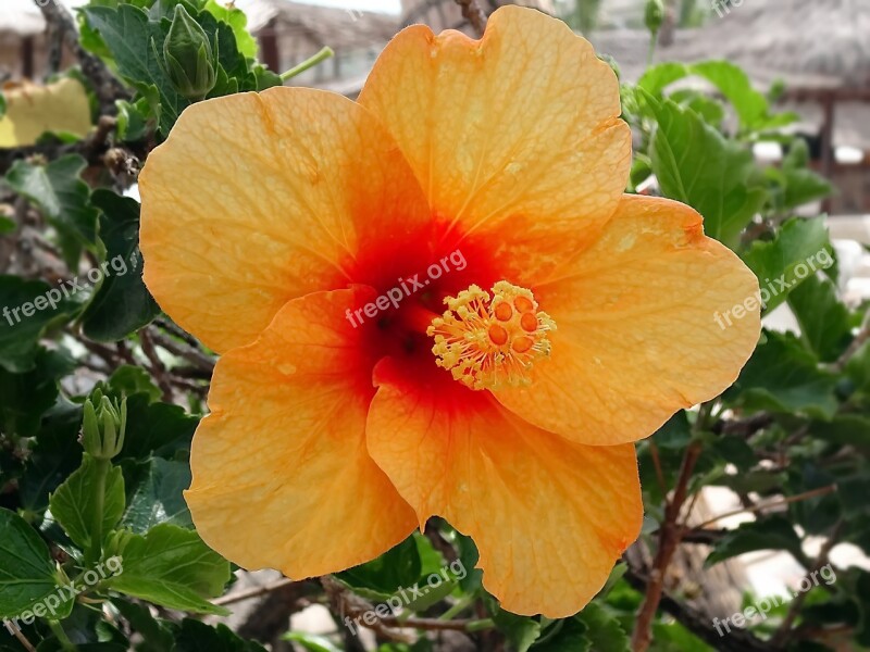 Hibiscus China Rose Orange Mallow Althea