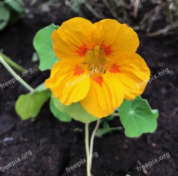 Nasturtium Flower Blossom Bloom Plant