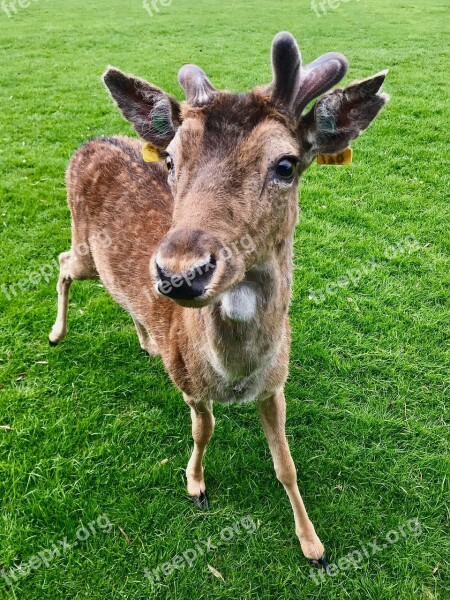 Bambi Fawn Nature Mammals Park