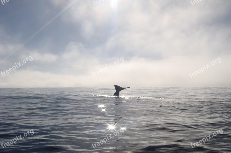 Whale Fluke Ocean Sea Sun