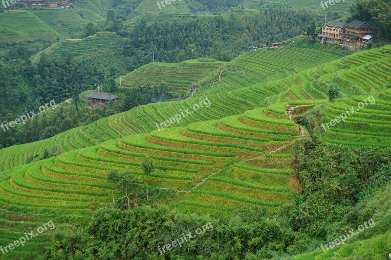 Longsheng China Terraces Vegetation Green