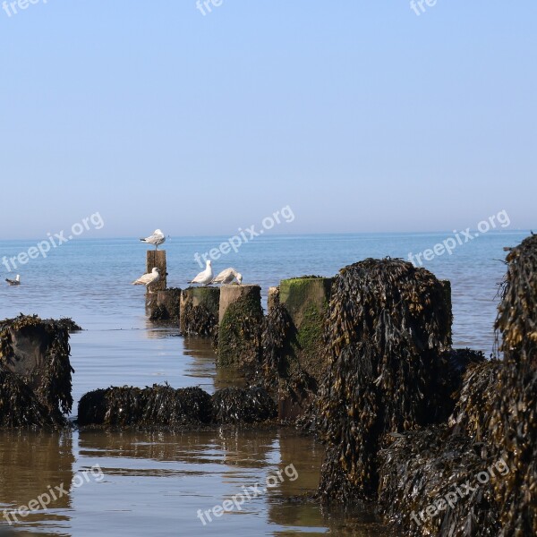 Sea Seagull Algae Free Photos