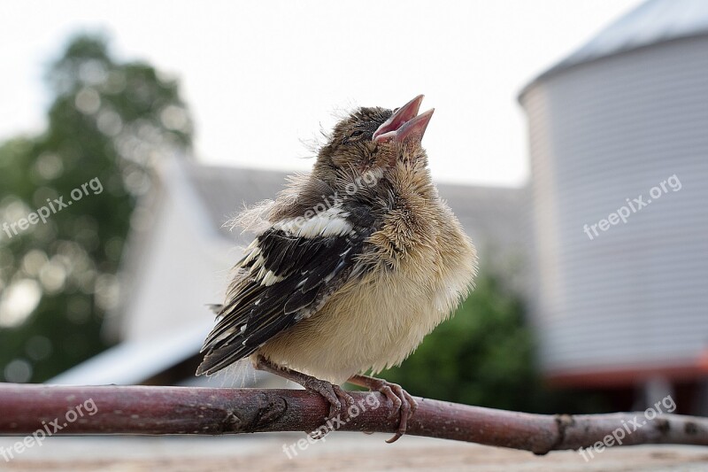 Bird The Sparrow Beak Sitting Free Photos