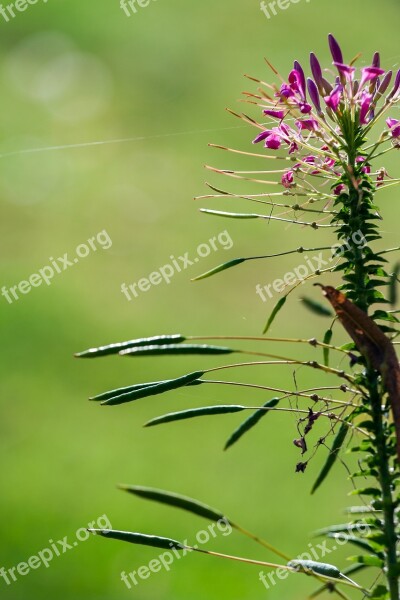 Flower Color Nature Plant Garden