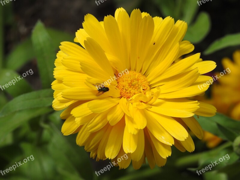 Flower Yellow Mucha Zinnia Garden