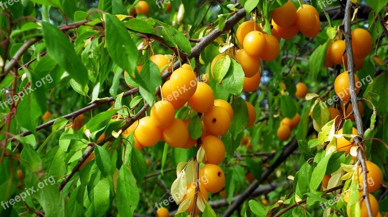 Plum Fruit Tree Yellow Mature