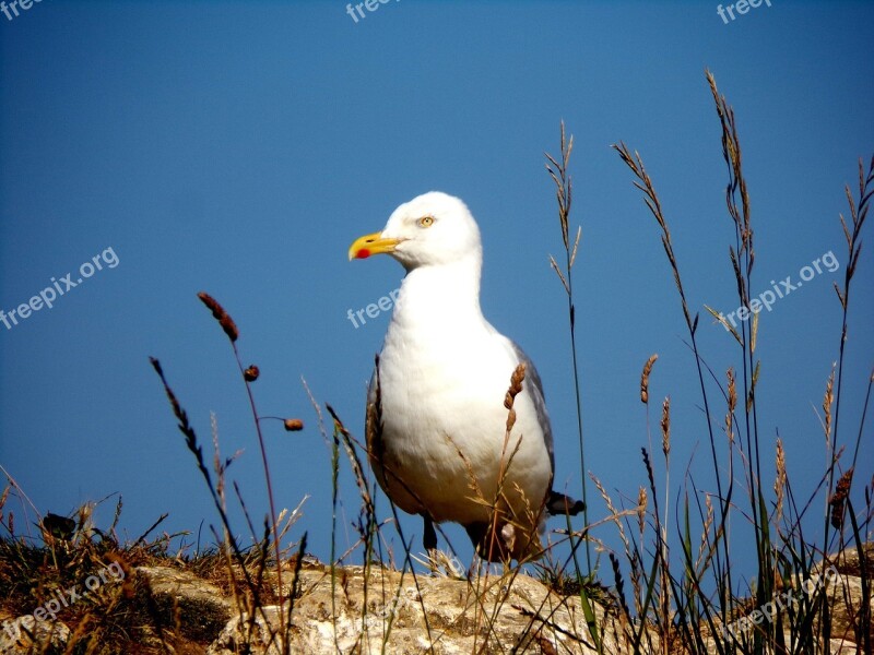 Gull Nature Cliff Herbs Etretat