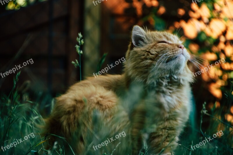 Cat Manor Outside Siberian Sitting