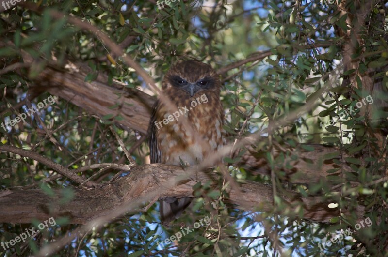 Southern Boobook Owl Australia Bushland Western Australia Owl