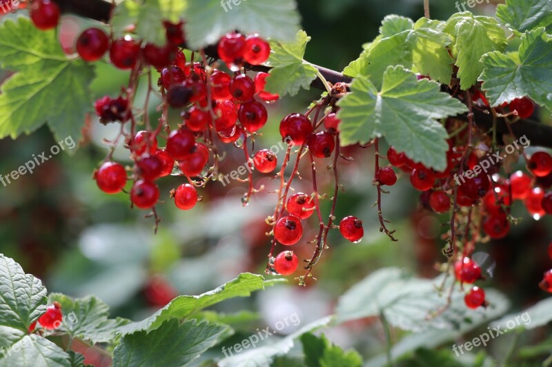 Red Current Berry Summer Plant Shrub