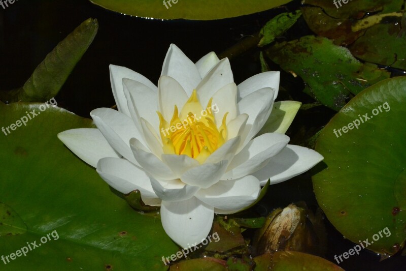 Water Lily Pond White Water Plant Flower