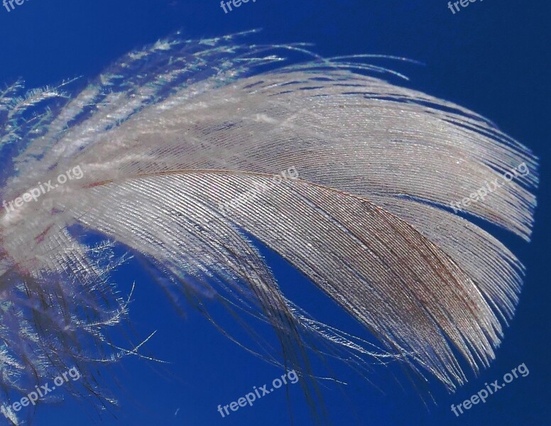 Down Feather Lightweight Flying Slightly