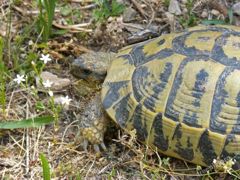 Mediterranean Tortoise Montsant Natural Park Protected Species Turtle Free Photos