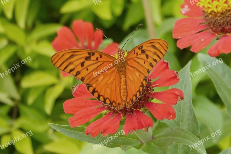 Colombia Tropical Plant Flower Butterfly Flora Nature