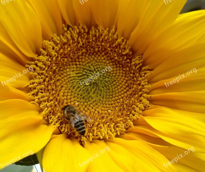 Sunflower Wild Bee Honey Free Photos