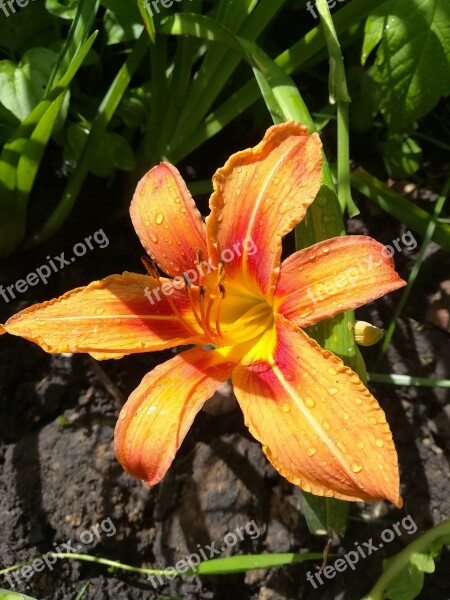 Flowers Rosa Day-lily Nature Flower